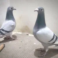 کبوتر مسافتی اوقون سبز