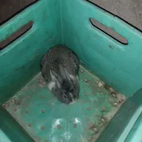 دو عدد خرگوش اسرائیلی