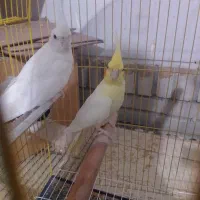 فروش یک جفت عروس ماده لونتینو دستی نر البینو|پرنده|ایرانشهر, |دیوار