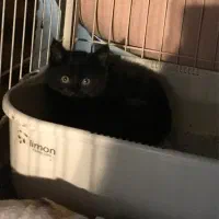 واگذاری گربه