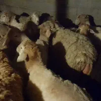 بره توقلو|حیوانات مزرعه|بران, |دیوار