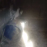 ۶تا کفتر|پرنده|کوه چنار, |دیوار