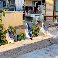 کبوتر|پرنده|جوانرود, |دیوار