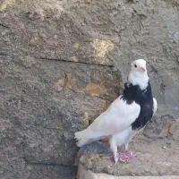 ۶ تا کبوت و کبوتر طوقی|پرنده|زنجان, |دیوار