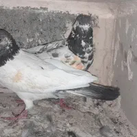 فوری|پرنده|رودان, |دیوار