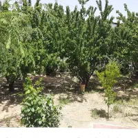 خانه فروشی ساردوییه|فروش خانه و ویلا|درب بهشت, |دیوار