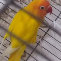 گرینچیک راهب طوطی|پرنده|مشهد, بهمن|دیوار