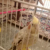 عروس هلندی ماده گل باقالی