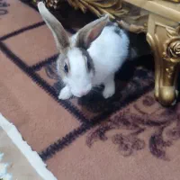 خرگوش ماده