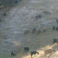 سگ لاس قدریجانی گله ای. واگذاری|سگ|کوه چنار, |دیوار