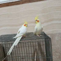 عروس هلندی|پرنده|چهاربرج, |دیوار