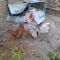 مرغ و خروس سبرایت اصل