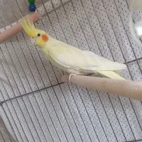 عروس هلندی ماده