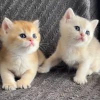 بریتیش گلد باکیفیت