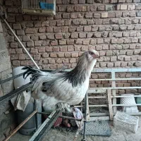 خروس|حیوانات مزرعه|نیشابور, دربقاضی|دیوار