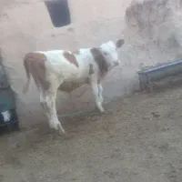 گوساله درجه یک مونتی