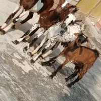 نری شهری.  وکهره اغوس زه اول گیسه نری بزرگ کردن