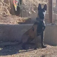 بلژین مالینویز