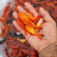 ماهی قرمز حدود ۳ بند|ماهی|سنگر, |دیوار