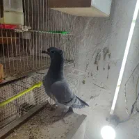 سه تا کفتر جوانه بوم ندیده در طرقبه