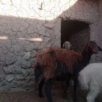 چندتا گوسفند تخمی پرواری