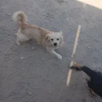 سه عدد سگ|سگ|یزد, |دیوار