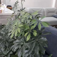 گل شفلرا چندین ساله سرسبز و تنومند|گل و گیاه طبیعی|تهران, ائمه اطهار|دیوار