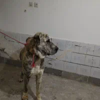 سگ گوسفندی|سگ|نوده انقلاب, |دیوار