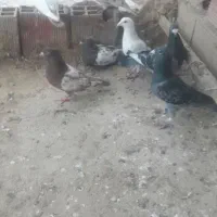 کبوتر صید|پرنده|گرمخان, |دیوار