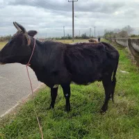 گاو گوساله ماده