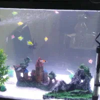 آکواریوم ماهی