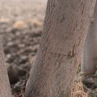 چوب ساختمانی یاباغی|خدمات باغبانی و درختکاری|گرگان, |دیوار