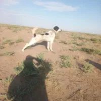 سگ گله