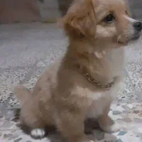 توله پاکوتاه کاملا خانگی و بدون سرصدا|سگ|کرمانشاه, |دیوار