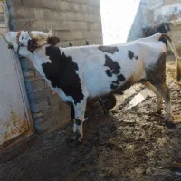 گاو آبست|حیوانات مزرعه|مینودشت, |دیوار