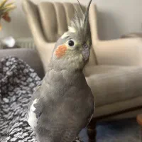 گمشده