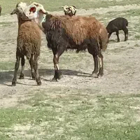 یک عدد قوچ سالم و سرحال
