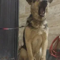 حیوان خانگی