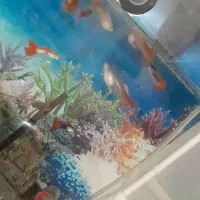 ماهی و اکواریوم گپی بچه ماهی|ماهی|مشهد, گلشور|دیوار