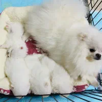 سگ پامر پامرانین پامرانین سفید ۶۰ روز تا ۸۰ روز