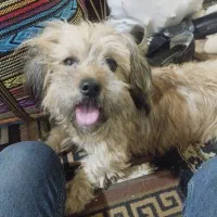 سگ کوچولو مهربان وبازیگوش|سگ|آفتاب, |دیوار