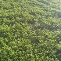 نخود ریز سرحد