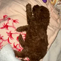 توی پودل دارک رد ( عروسکی ) نژاد اصیل|سگ|یزد, |دیوار