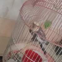 طوطی عروس|پرنده|سمنان, |دیوار