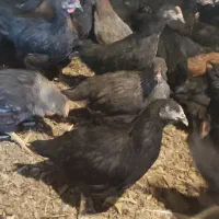 جوجه گلپایگان مرغ محلی خروس سیاه تاقچه رسمی جهادی|حیوانات مزرعه|مشهد, وکیل‌آباد|دیوار