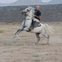 فروش اسب