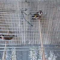 سهره ماده و قناری