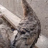 بوقلمون|حیوانات مزرعه|اردبیل, |دیوار