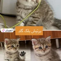 گربه برتیش بلک گلد|گربه|لاهیجان, گلستان|دیوار