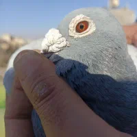 کبوتر مسافتی آلمانی|پرنده|مشهد, قائم|دیوار
